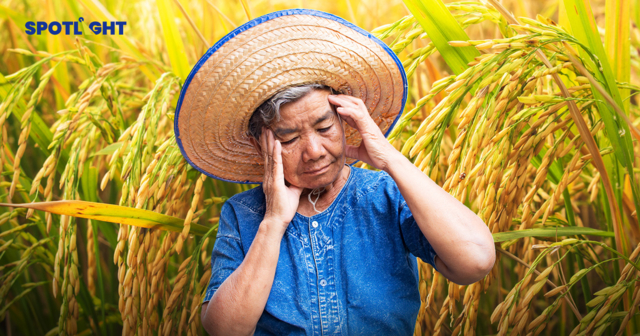 สาหัสกว่าทุเรียนคือ‘ข้าวไทย’ เสียแชมป์ส่งออก คุณภาพตก ไม่มีใครไลฟ์ช่วย