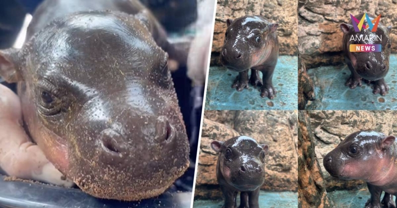 สวนสัตว์โคราชประกาศชื่อลูกฮิปโปแคระ “หมูแดง” อย่างเป็นทางการ