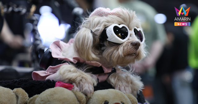 ศูนย์สิริกิติ์ เปิดงาน PET EXPO THAILAND 2026 มหกรรมสัตว์เลี้ยงสุดยิ่งใหญ่ประจำปี