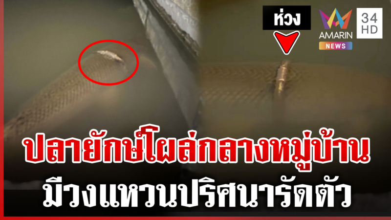 ปริศนาปลาอะไรใส่ห่วง? สัตวแพทย์เผยเป็นปลาจระเข้ คาดหลุดตอนน้ำท่วม
