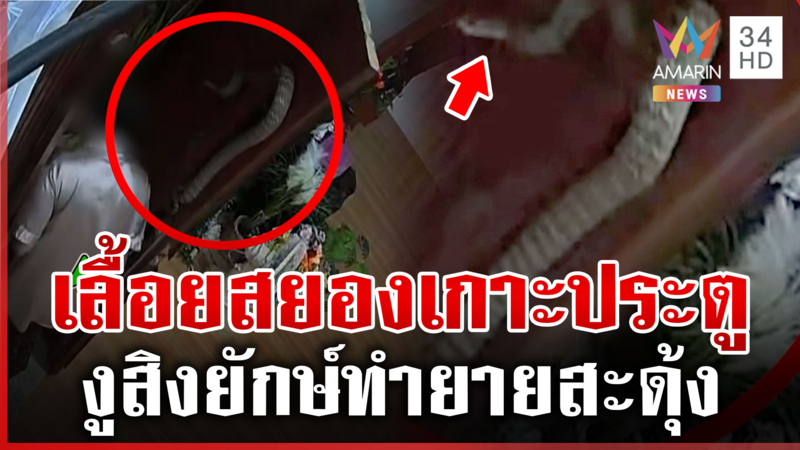 ยายสะดุ้ง! เจองูเกาะระยะเผาขน