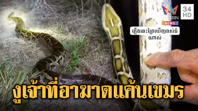 ทหารเขมรบาปหนัก! เผาป่าล่างูทำเมนูพิสดาร-ส่งขายตลาด