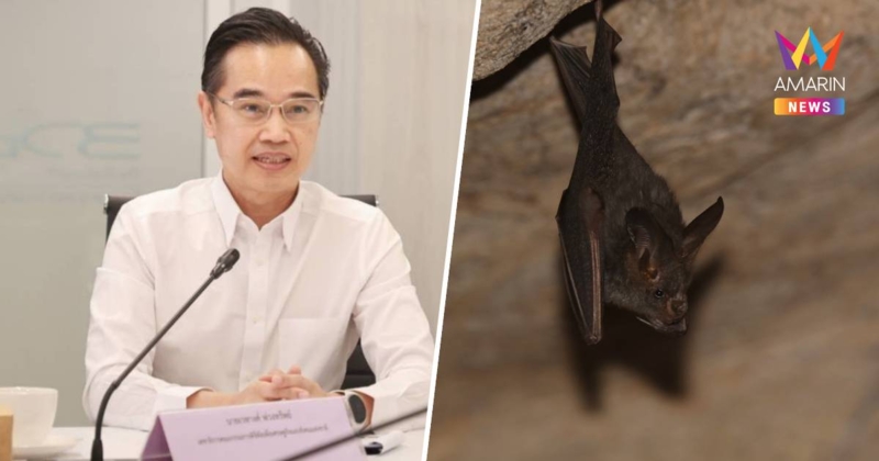 ดีอี ยันข่าวจริง "พบเชื้อไวรัสโคโรนาสายพันธุ์ใหม่ในตัวค้างคาวไทย"
