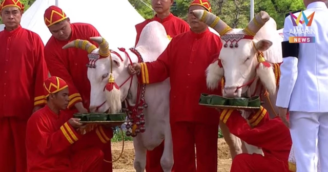 วันพืชมงคล 2569 พระยาแรกนาหยิบผ้า 6 คืบ พระโค กิน ถั่ว น้ำ หญ้า เหล้า