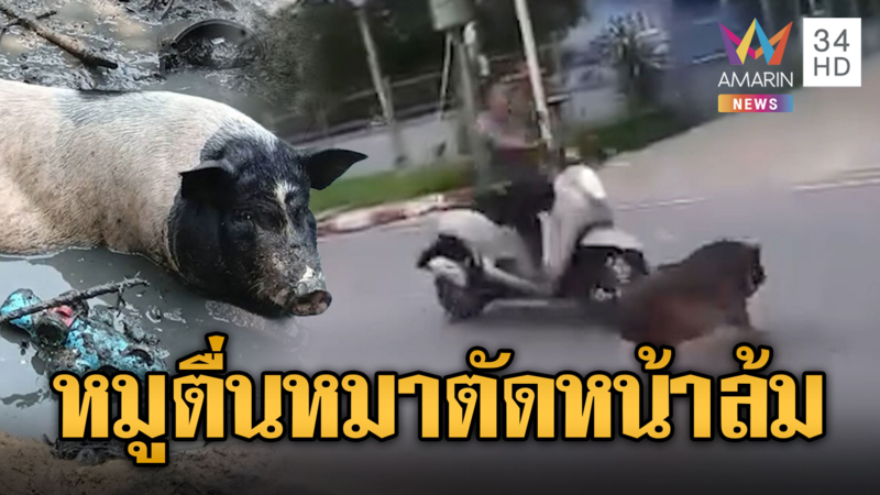 หมูป่าตื่นหมา หนีออกถนนตัดหน้าจยย.ล้ม