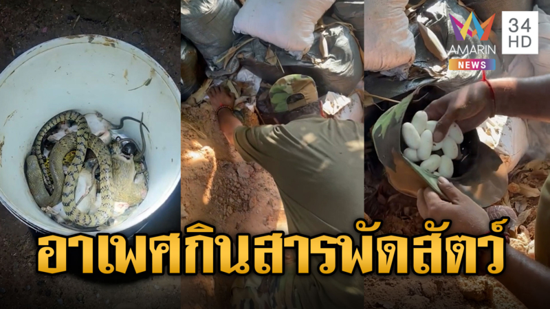 ทหารเขมรหิว จับไข่งู กินสารพัดสัตว์