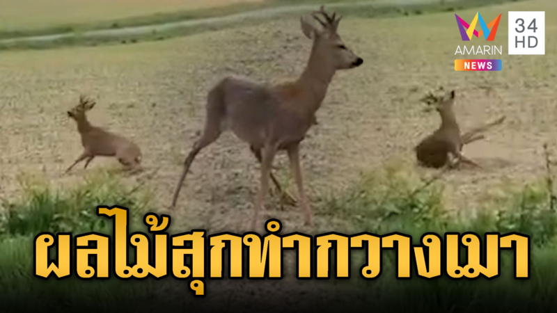 ฝรั่งเศสเตือนอุบัติเหตุ ฤดูผลไม้สุกทำกวางเมา