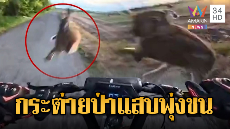 กระต่ายป่าแสบ พุ่งใส่สกู๊ตเตอร์เสียหลักล้มที่ฮังการี