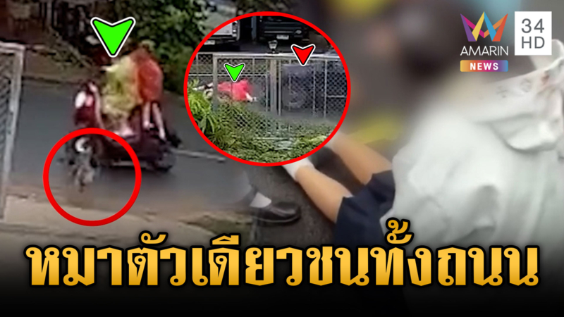 นาทีชีวิตหมาตัวเดียววิ่งข้ามถนน จยย.เสียหลักติดใต้ท้องรถกระบะ