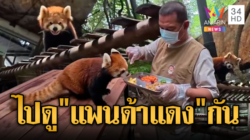 เขาเขียวจัดเต็ม เป็นพี่เลี้ยงใกล้ชิด“แพนด้าแดง”