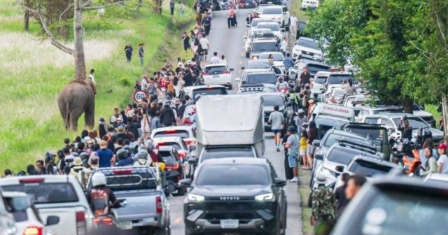อุทยานฯเขาใหญ่ แจงภาพดรามา 