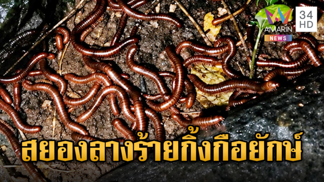ยิ่งกว่าหนังสยองขวัญ กิ้งกือยักษ์โผล่พรึ่บเต็มฐานเขมร