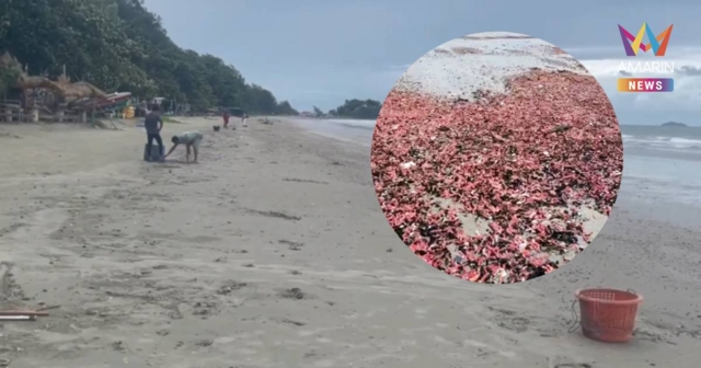 อัปเดตหาดสวนสน! ปลิงชมพูนับหมื่นหายเกลี้ยง คลื่นซัดกลับลงทะเล