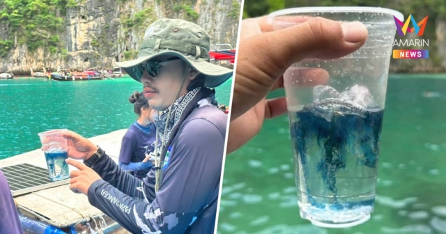 ทะเลกระบี่ป่วน! แมงกะพรุนไฟหมวกโปรตุเกส โผล่อีกที่เกาะพีพี ของดเล่นน้ำ