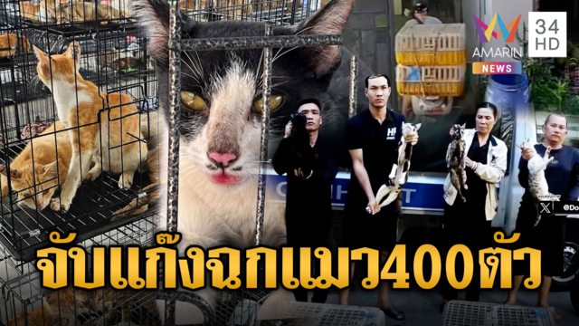 รวบแก๊งฉกแมวเวียดนาม ช่วยเหลือได้กว่า 400 ตัว
