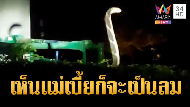 ชาวบ้านผวา! บองหลา 3 เมตรชูคอแผ่แม่เบี้ย