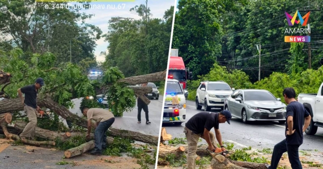 ฝนถล่มวังจันทร์! ต้นไม้ล้มขวางถนนสาย 344 รถผ่านไม่ได้-รถติดหนึบ