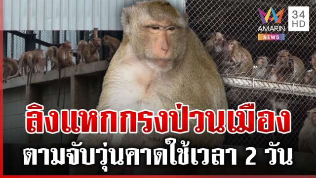 กองทัพลิงแหกกรง! ลพบุรีป่วนทั้งเมือง
