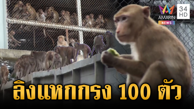 ผู้ว่าฯ สั่งไล่จับด่วน ลิงแหกกรงขังกว่า 100 ตัว