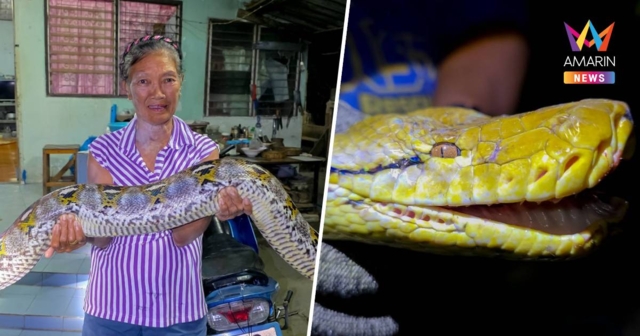 แผงหวยสะเทือน! แห่ส่องเลขบ้าน พญางูเหลือมยักษ์ บุกยึดบ้านยายวัย 75 ปี