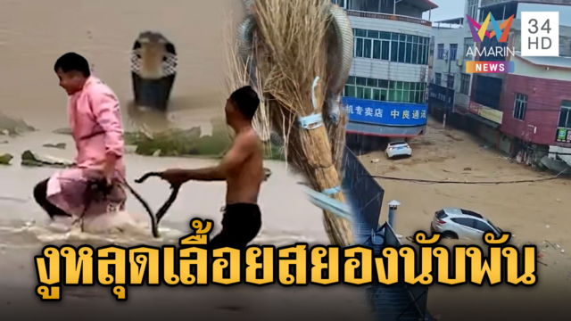 น้ำท่วมจีนฟาร์มงูแตก ทำงูหลุดเกือบ 1,000 ตัว