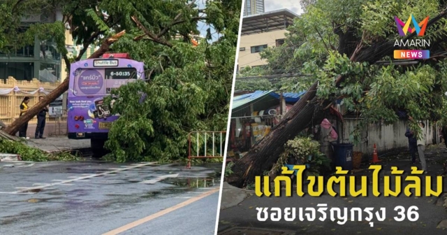 พายุฝนลมแรง! กทม. เจอลมฝนพัดแรง ซัดต้นไม้ล้มทับรถเมล์หน้ามิวเซียมสยาม