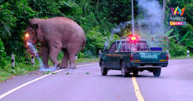 ทัวร์ลงยับ! ดรามาผลักดัน ‘พลายสาริกา’ ปูดภาพขว้างประทัดจ่อหน้างวงช้าง
