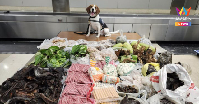 K9 สหรัฐฯ โชว์ผลงานจมูกไว สกัดกระเป๋าขนเสบียงจากไทย ยึดของได้อื้อ