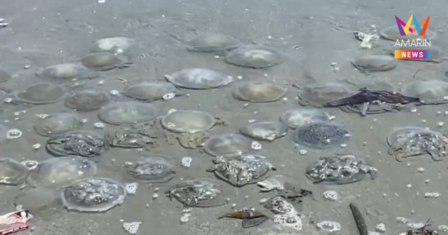 พบแมงกะพรุนตายเกลื่อนชายหาดยาวกว่า 2 กิโลเมตรที่คลองใหญ่