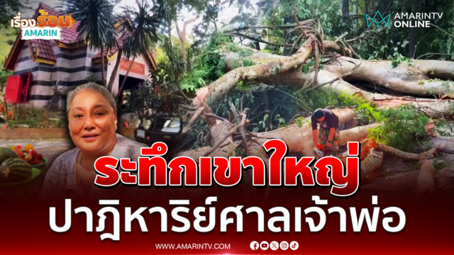 ระทึก! ต้นมะเดื่อ 100 ปี ล้มหน้าศาลเจ้าพ่อเขาใหญ่