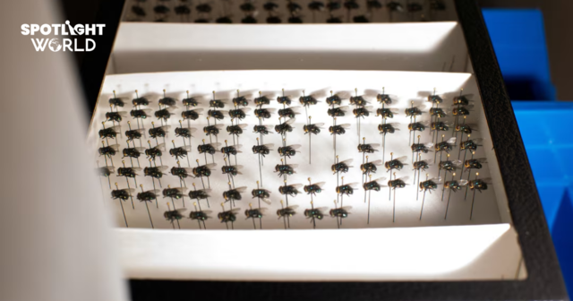 เหนือกว่าข้าวโพด GMO ยังมีแมลงวัน GMO อาวุธใหม่สหรัฐฯ รับมือวิกฤตปรสิต