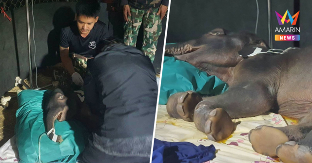 สุดยื้อ! ‘จิ๋วไทรโยค’ ลูกช้างป่าพลัดหลง ดาวดวงใหม่กลับสวรรค์