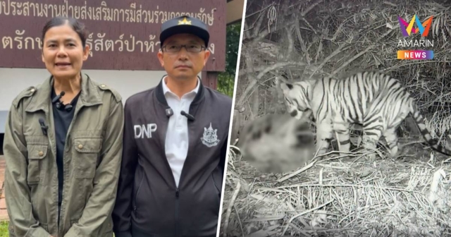 กรมอุทยานฯ แถลงกรณีเสือโคร่งทำร้ายจนท. ระบุชัดเป็น ลูกเสือวัยซน