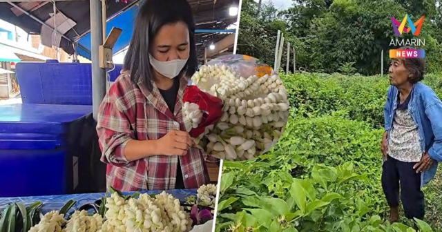 มะลิแพงหูฉี่! โลละ 1,500 บาท ฝนถล่มอุทัยฯทำมาลัยวันแม่ปรับขึ้นเท่าตัว