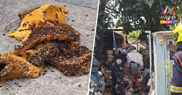 ฝูงผึ้งหลวงนับหมื่นแตกรัง รุมต่อยชาวบ้าน เจ็บสาหัส 4 ย่านประชาอุทิศ