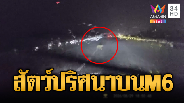 สัตว์ปริศนาโผล่บน M6! โซเชียลถกสนั่นคล้ายเสือดาว