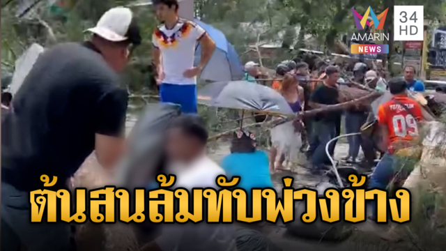 หวิดชะตาขาด! ต้นสนยักษ์ล้มทับพ่วงข้างเจ็บ 2