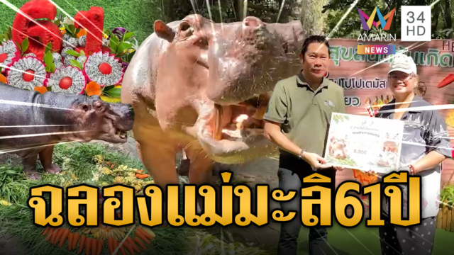 ฉลองวันเกิดปีที่ 61! “แม่มะลิ” ฮิปโปโปเตมัสอาวุโสที่สุดในไทย