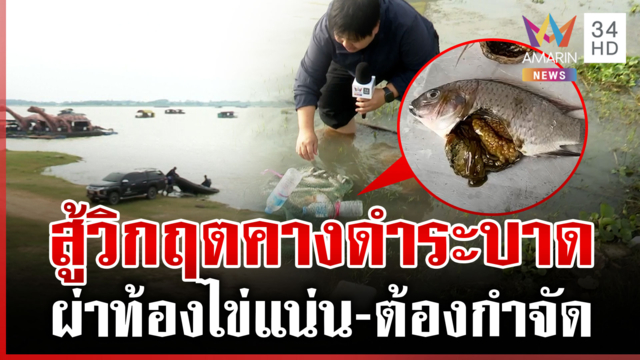 ล่า "ปลาหมอคางดำ" หลังระบาดหนัก ตัวเมียไข่แน่นเต็มท้อง