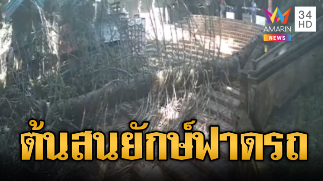 ต้นสนยักษ์โค่นฟาดทับเชิงบันไดดอยสุเทพ