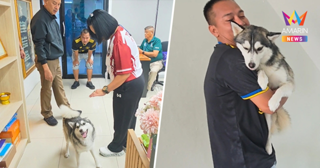 เอ็นดูทั้งโรงพัก! น้องไซบีเรียน หลงทาง ตำรวจพัทยาช่วยดูแล-ตามหาเจ้าของ