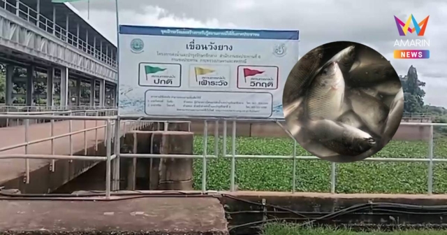 ทางการลุยเอ็กซเรย์เขื่อนลำปาว คุมปลาหมอคางดำ ชวนกินปลาเปลี่ยนวิกฤต