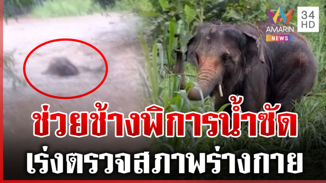รอดแล้ว! เปิดเบื้องหลังช่วย "พังแอ้ม" ช้างขี้กลัวถูกน้ำป่าซัด