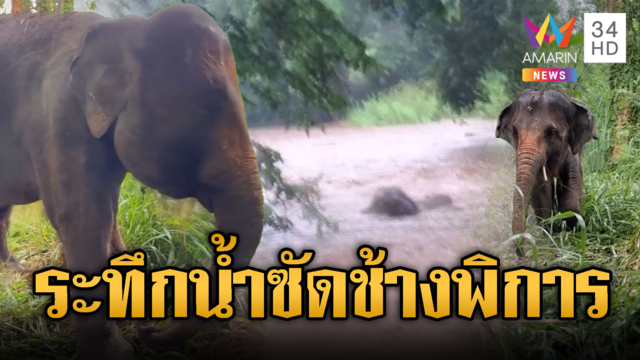 ระทึกน้ำป่าซัด "พังแอ้ม" ช้างพิการ