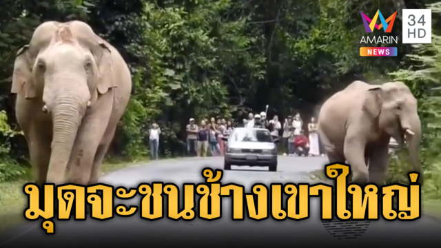 รุมด่าเก๋งใจร้อน มุดฝ่าหวิดชนช้างป่าเขาใหญ่