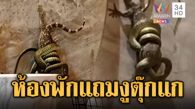 ลูกค้าผวา! นี่โรงแรมหรือ Zoo มาทั้งงูทั้งตุ๊กแก