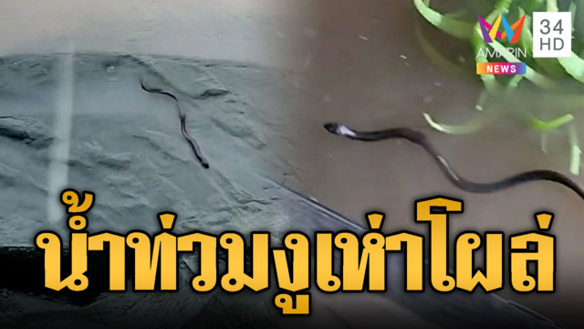 ชาวบ้านผวาน้ำท่วมหนัก งูเห่าโผล่จะขึ้นบ้าน