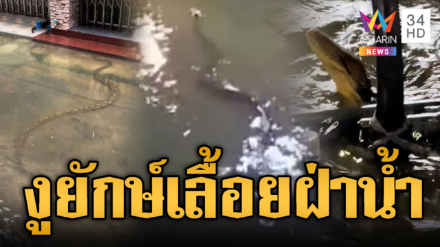 เห็นแล้วขนลุก “งูยักษ์” เลื้อยฝ่าน้ำท่วมย่านสายไหม-อึ้งโผล่ชูคอ