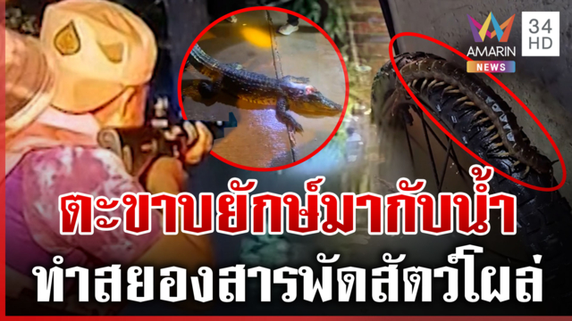 สยองตะขาบยักษ์-งูโผล่ในชักโครก สระแก้วจับตายจรเข้หลุดฟาร์ม