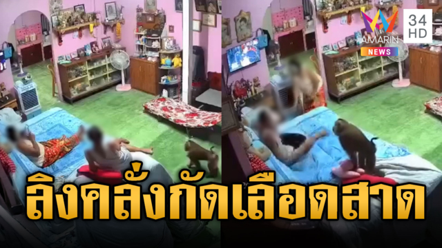 ลิงคลั่งหลุด! ไล่กัดลุงเลือดสาด